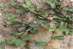 Corchorus aestuans